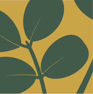 Vector illustration of the leaves of a peanut plant